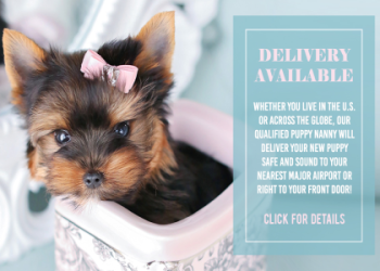 puppies for sale in my area