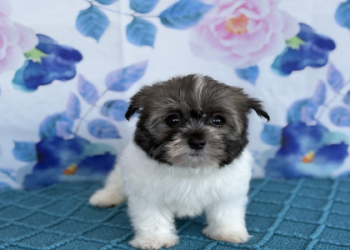 small dogs for sale in my area