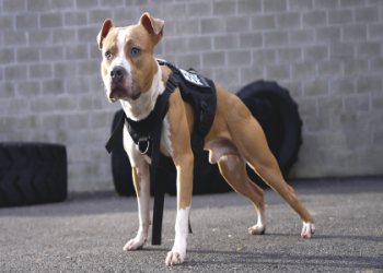 american pitbull registry