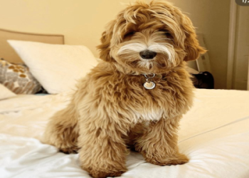 free labradoodle puppies near me