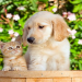 dog kitten