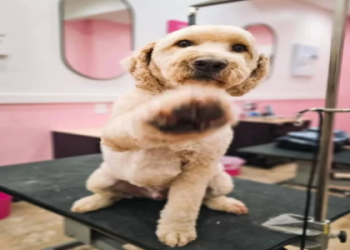 pomeranian groomer near me