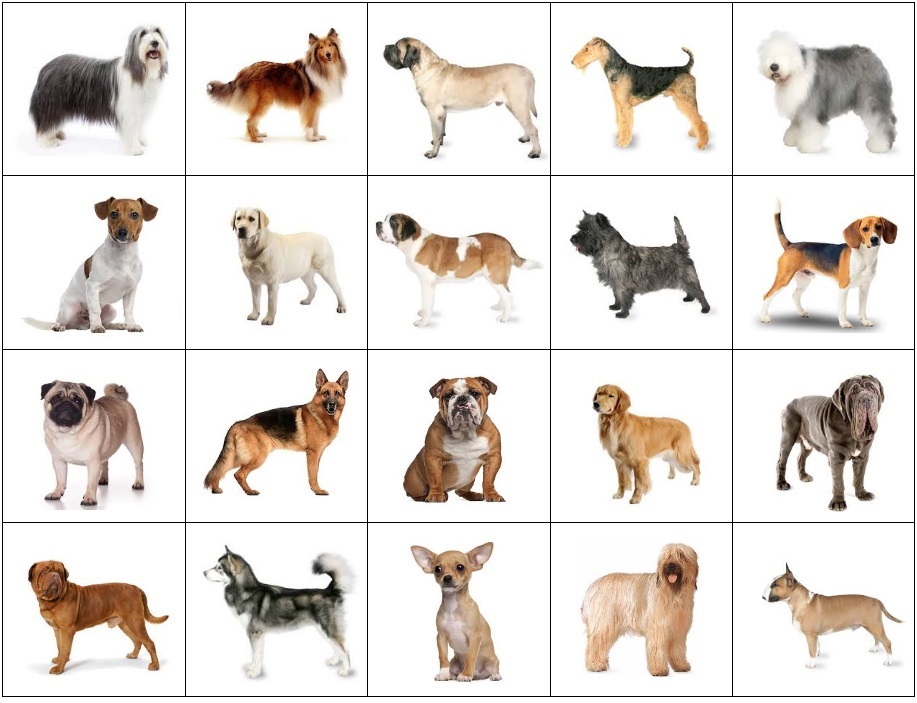 animal planet breed selector dog