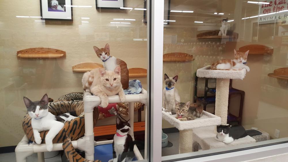 pet stores with cats