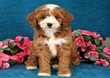 dogs online puppies for sale