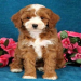 dogs online puppies for sale