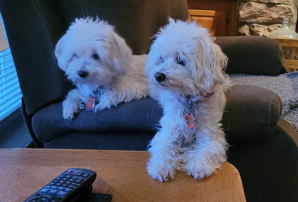 maltipoo shelters near me