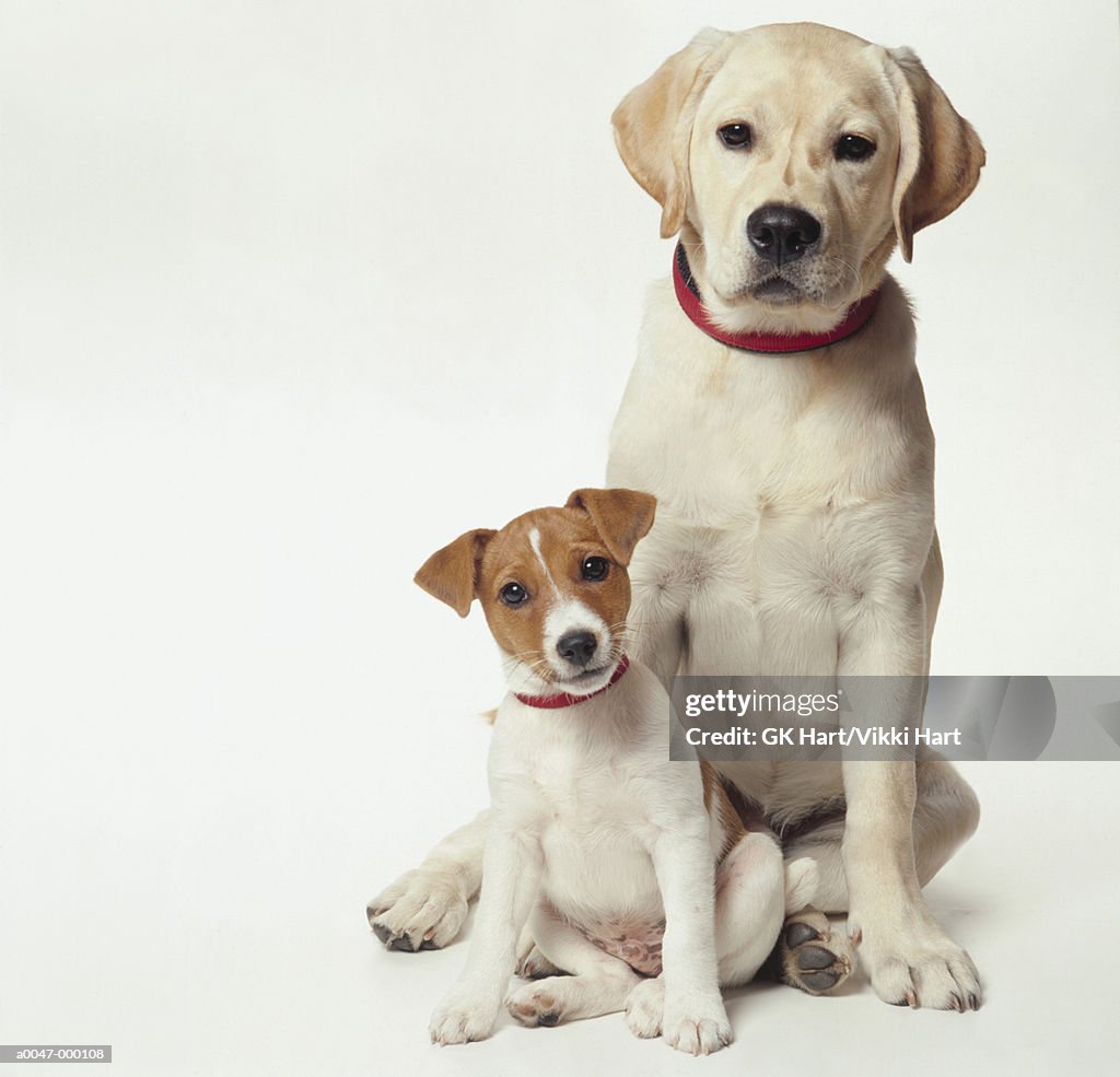 jack russell and labrador