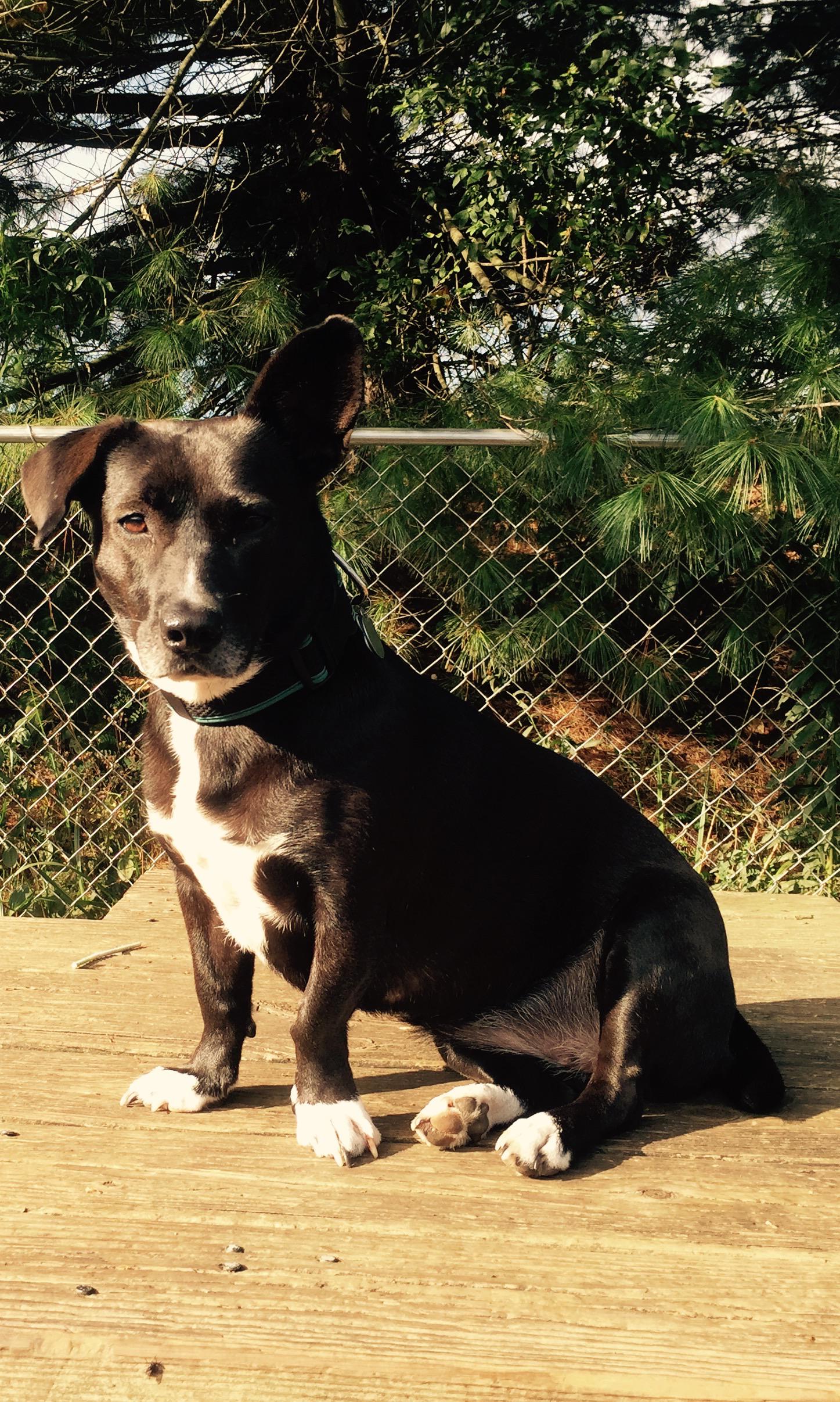 welsh corgi boston terrier mix