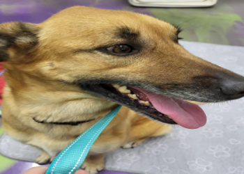 free puppies in illinois