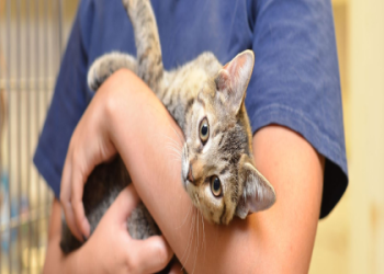 animal shelter lookup