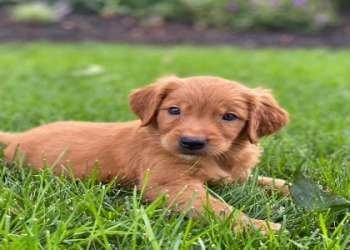 golden retriever puppies for sale nj
