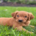 golden retriever puppies for sale nj