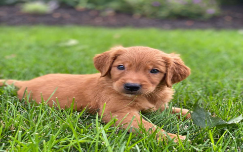 golden retriever puppies for sale nj
