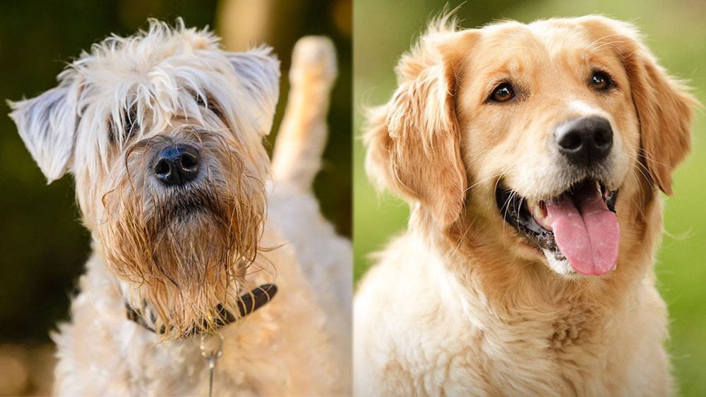 wheaten terrier and golden retriever mix