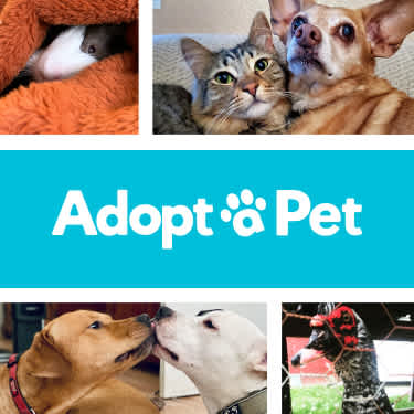 adoptapetcom