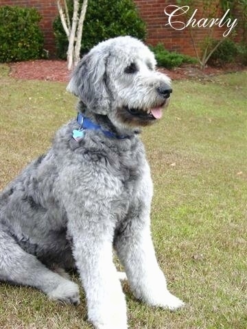 goldendoodle gray