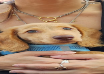 dachshund puppies for sale in nj