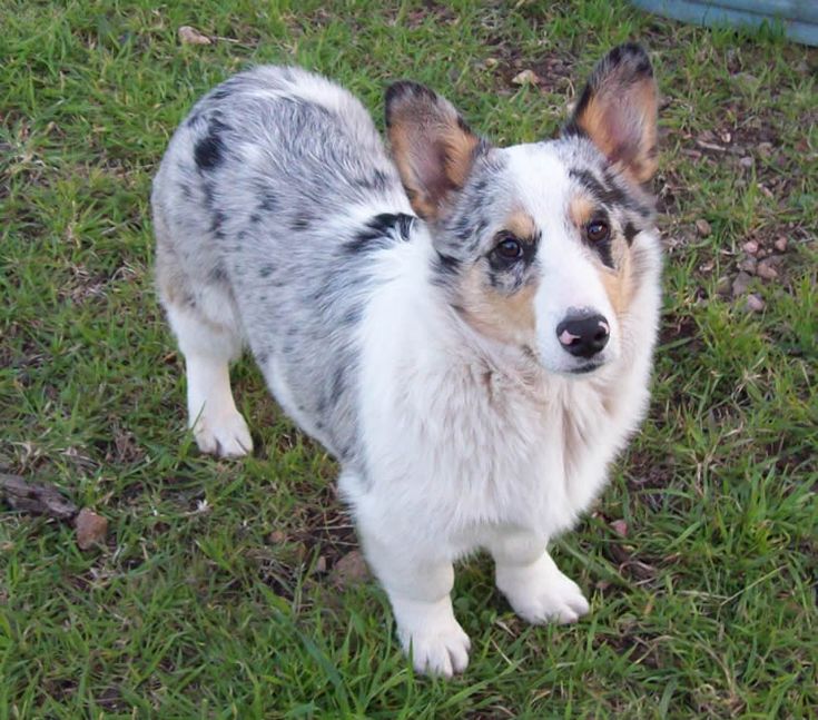 corgi aussie mix for sale