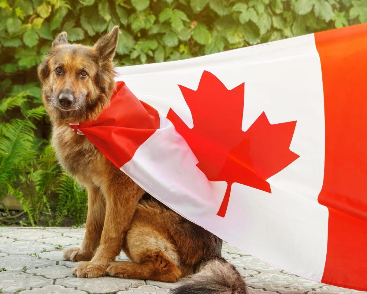 canada dog