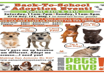 adoption events today