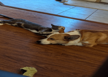 corgi and cats