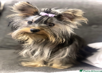 breeders of dogs near me