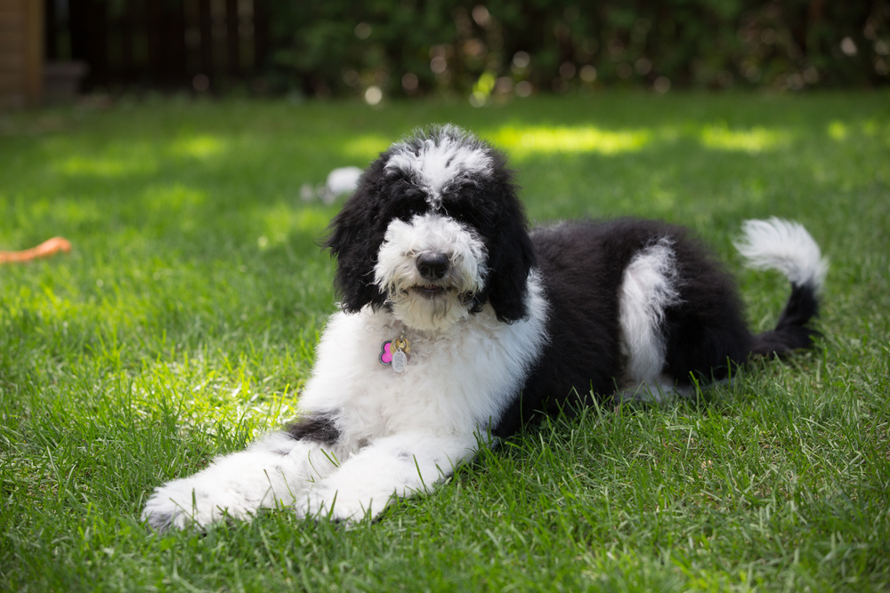 australian sheepadoodle