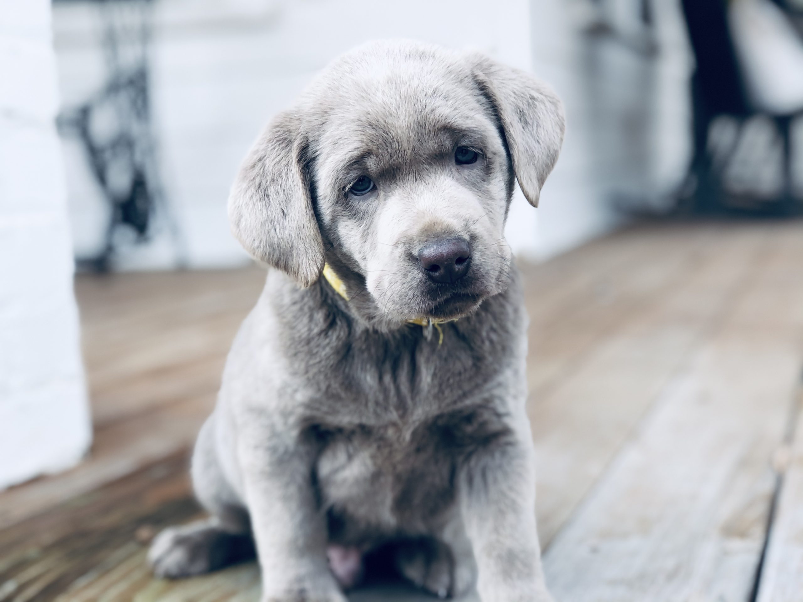 buy labrador puppy near me
