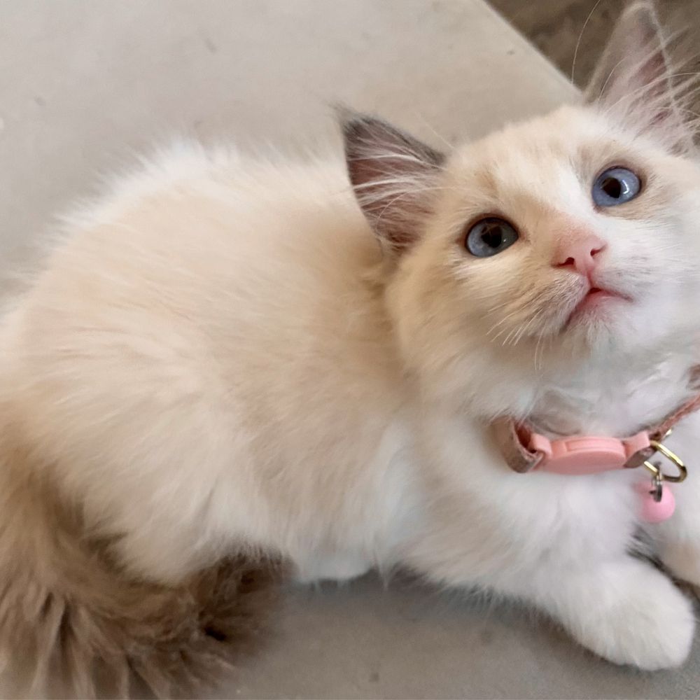 cat breeders in my area