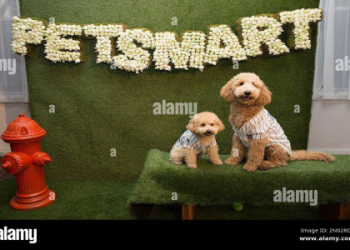 petsmart.com login