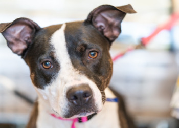 pitbull puppies petfinder