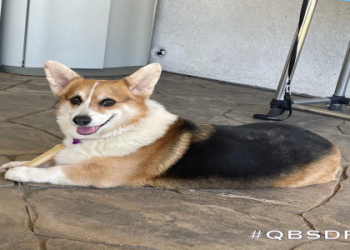 corgi rescues in california