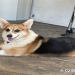corgi rescues in california