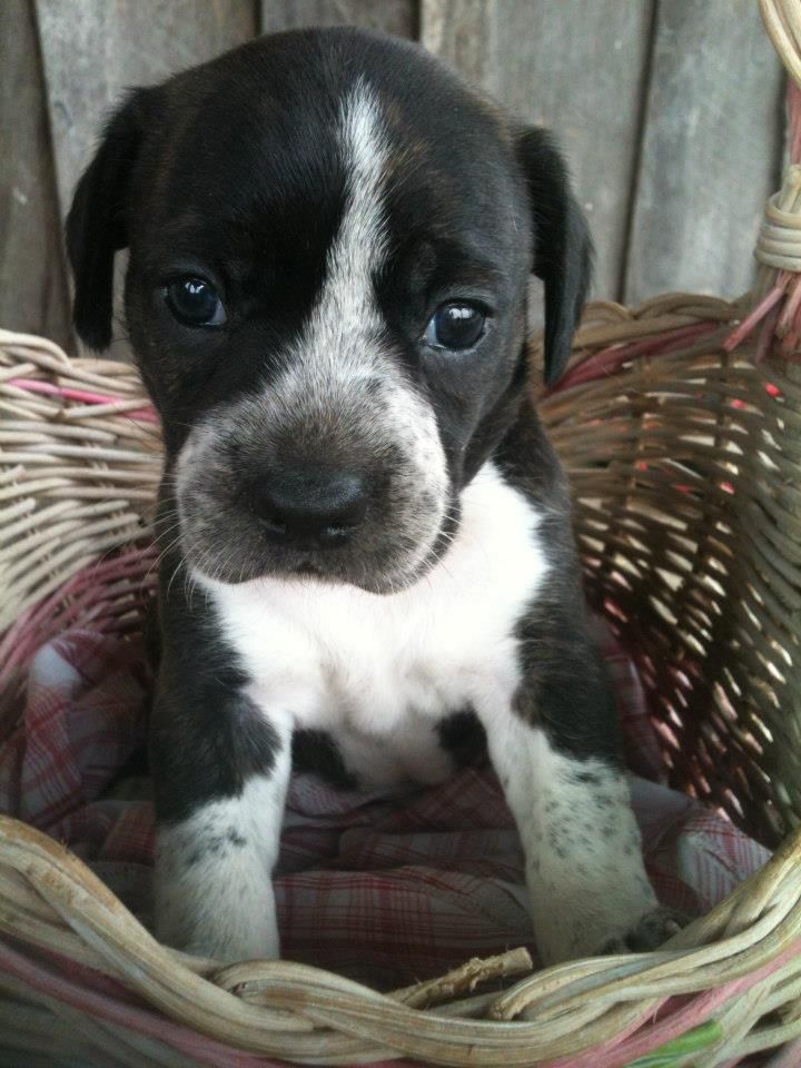 boston terrier and beagle mix puppies