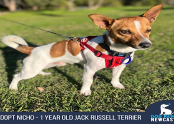 adoption jack russell puppies for sale near me
