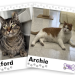 funny cat adoption profiles