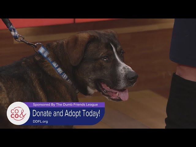 ddfl pets adopted today