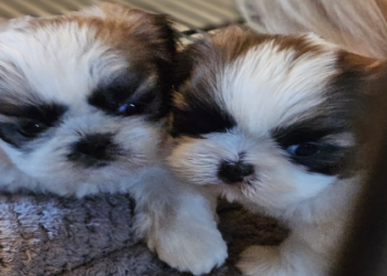 shih tzu puppies for sale california