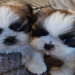 shih tzu puppies for sale california