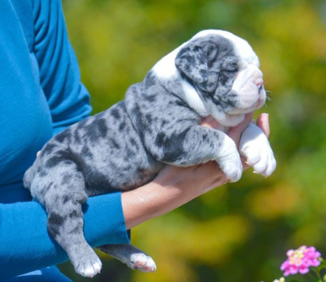 merle bulldog puppy