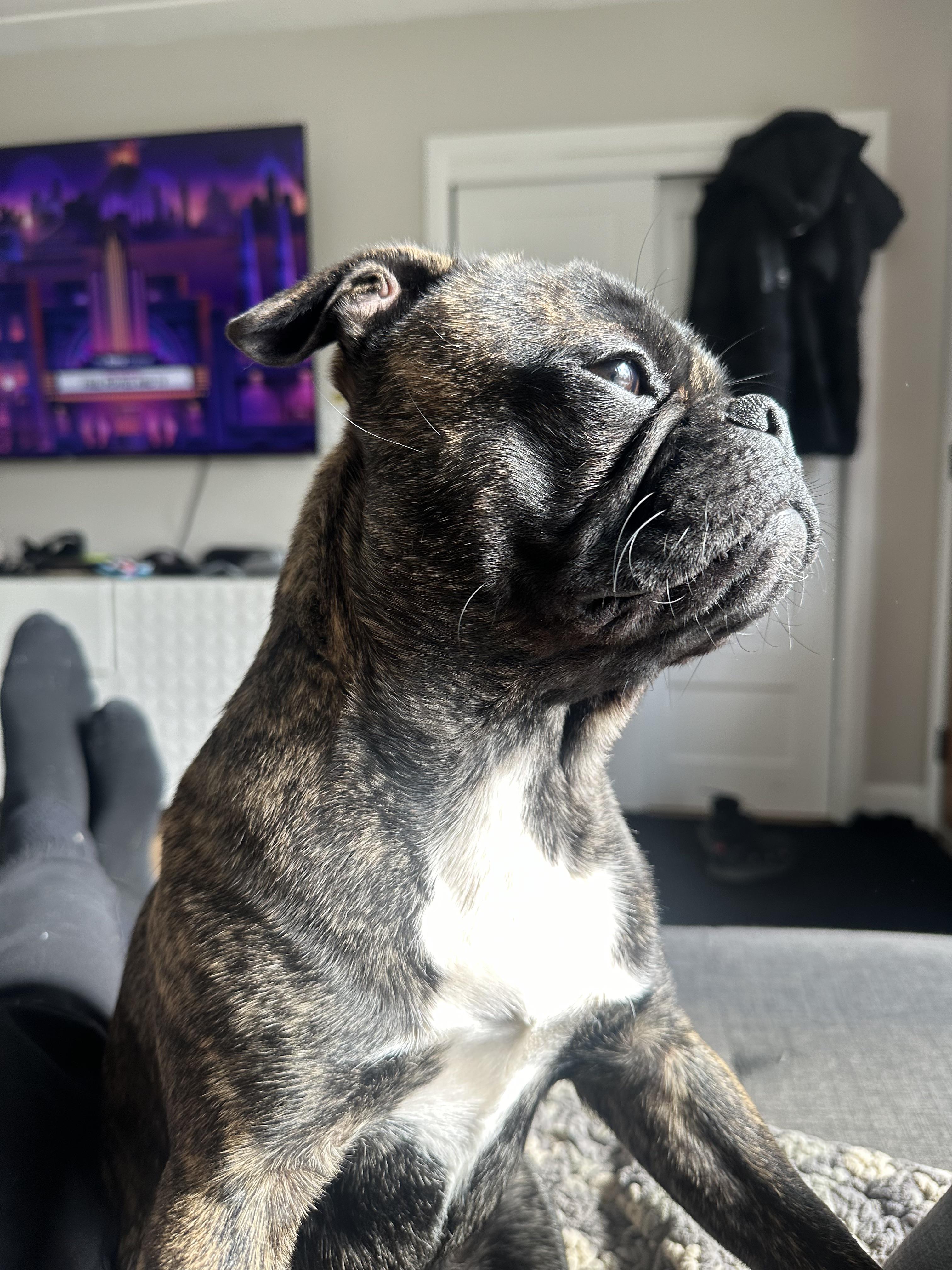 pug boston terrier mix