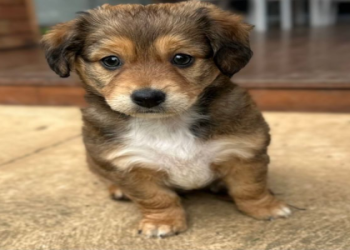 local pet adoption centers near me