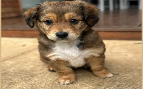 local pet adoption centers near me