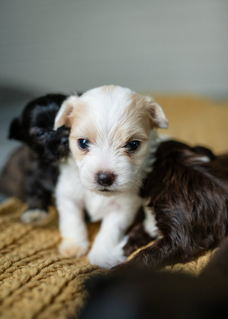 looking for a puppy near me