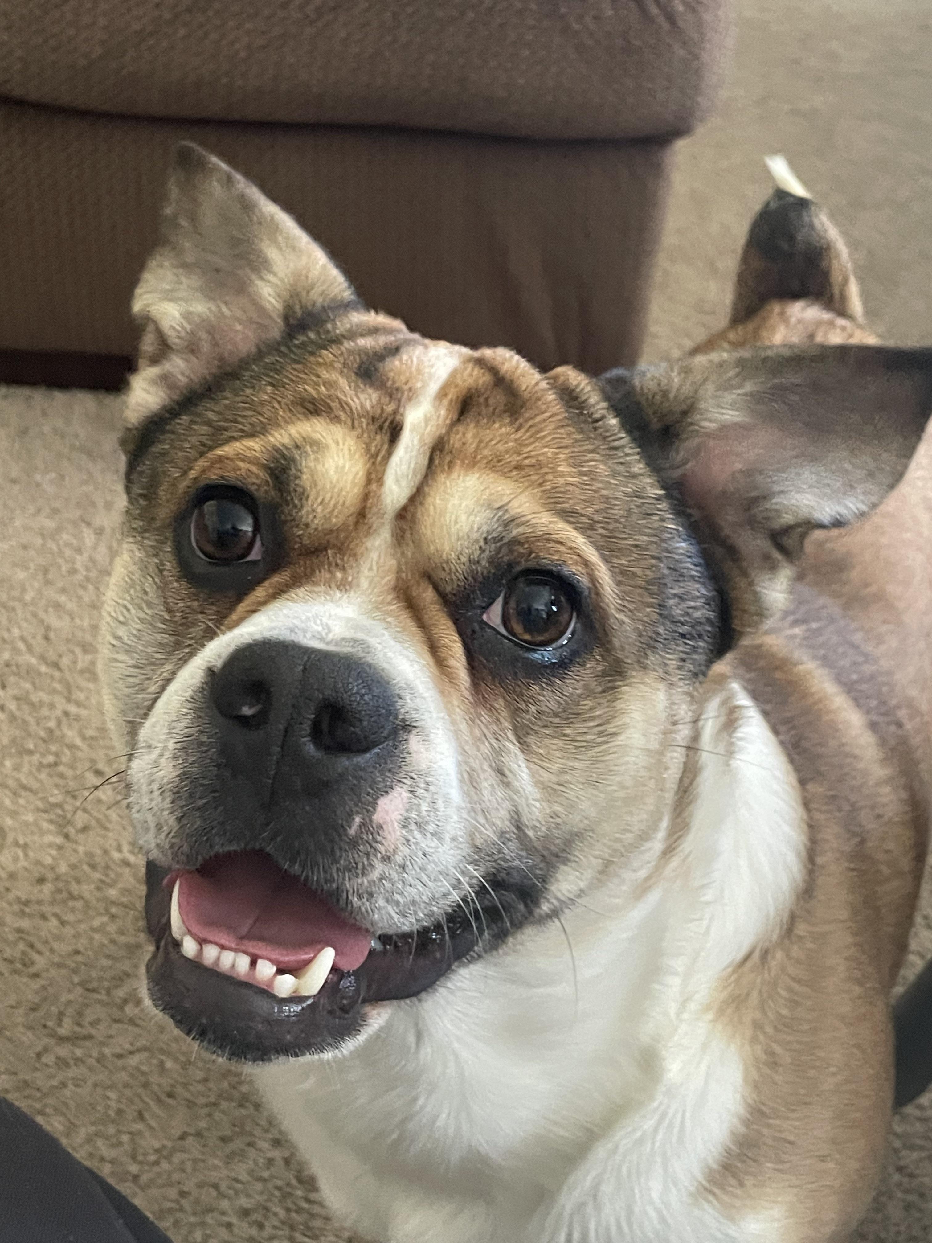 french bulldog aussie mix