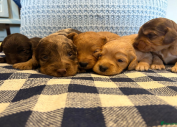 cockapoo puppies rescue