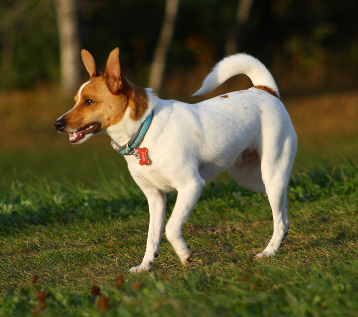 rat terrier puppies for sale in texas