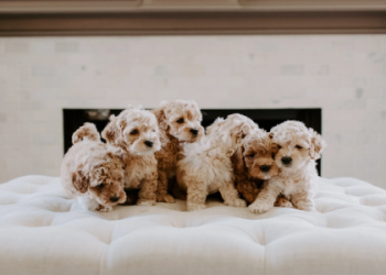 goldendoodle rescue texas