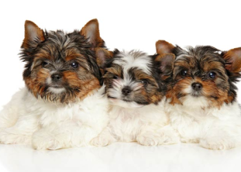 yorkies for sale in florida